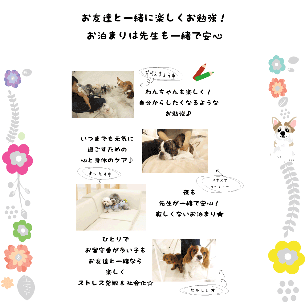 お友達と一緒に楽しくお勉強！お泊まりは先生も一緒で安心/お勉強中・わんちゃんも楽しく！自分からしたくなるようなお勉強♪/スヤスヤうっとり…・いつまでも元気に過ごすための心と身体のケア♪/まったり中・夜も先生が一緒で安心！寂しくないお泊まり★/仲良し★・ひとりでお留守番が多い子もお友達と一緒なら楽しくストレス発散＆社会化☆